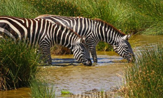 7 Days Ultimate Tanzania Safari