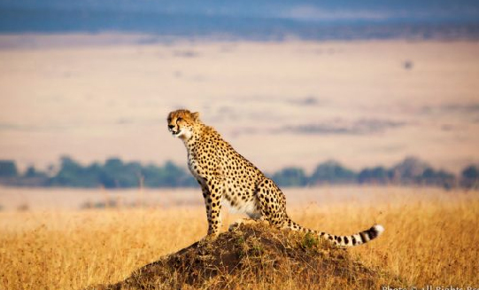 3 Days Serengeti Safari