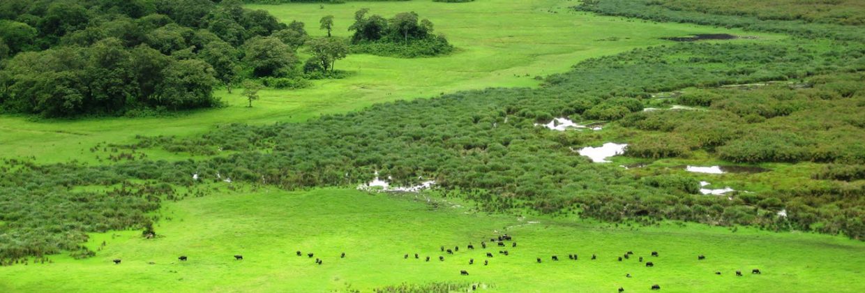 Safari ya Siku Moja - Hifadhi ya Taifa ya Arusha
