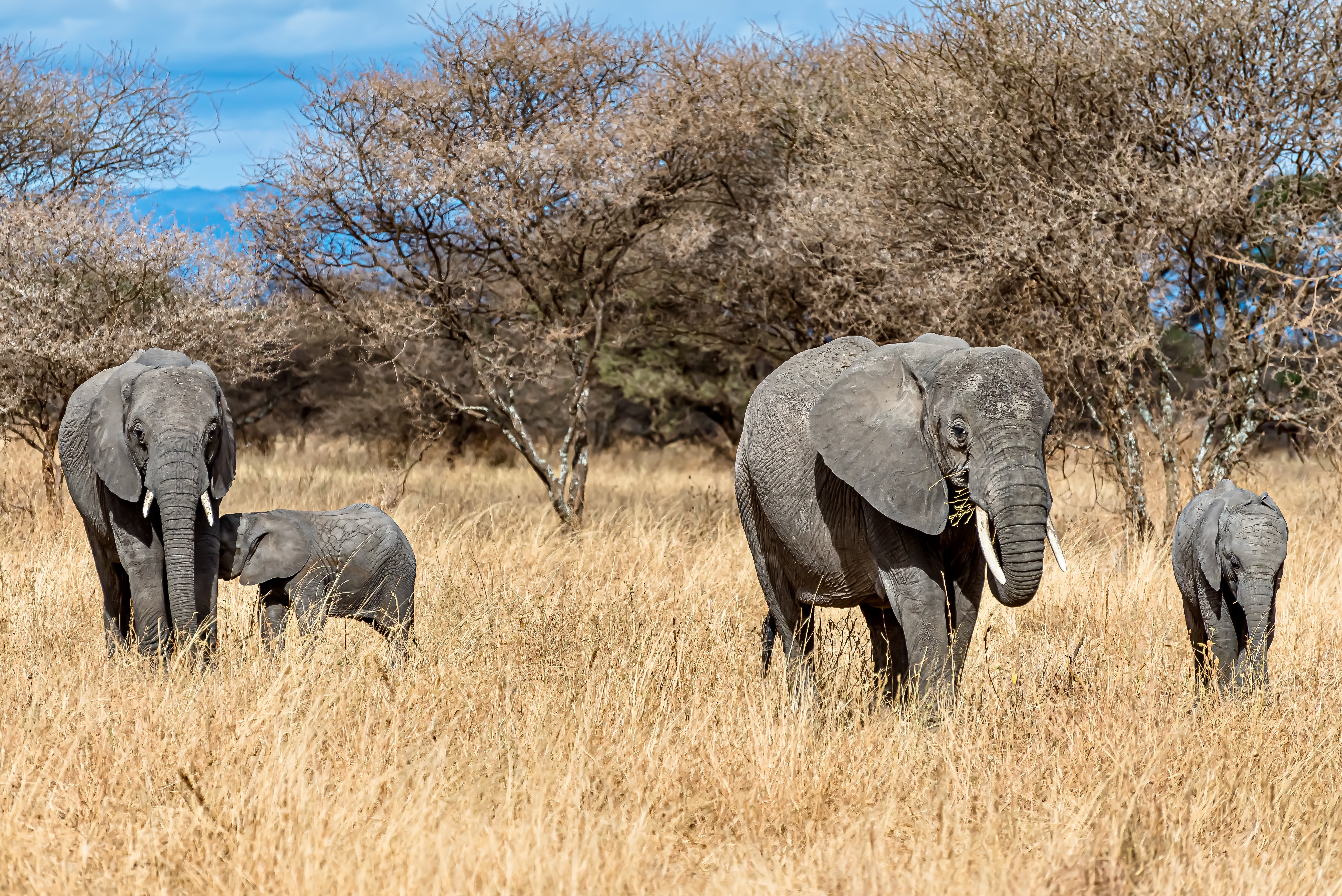 Day Trip - Tarangire National Park